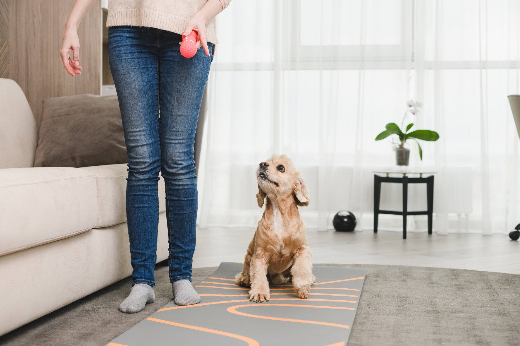 Woman train dog at home living room