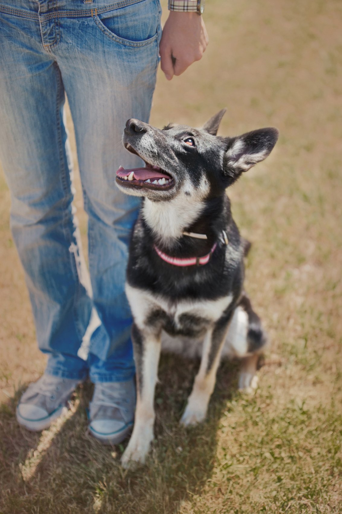 dog training